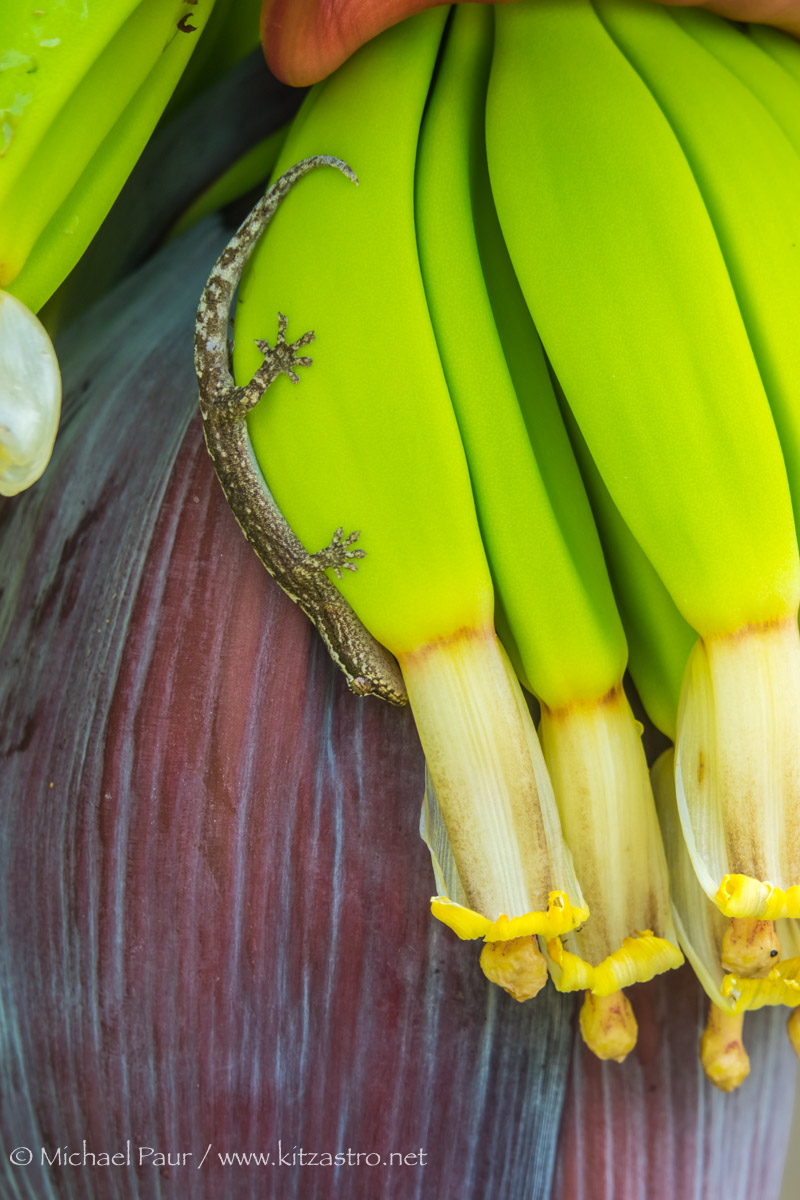 Bananen