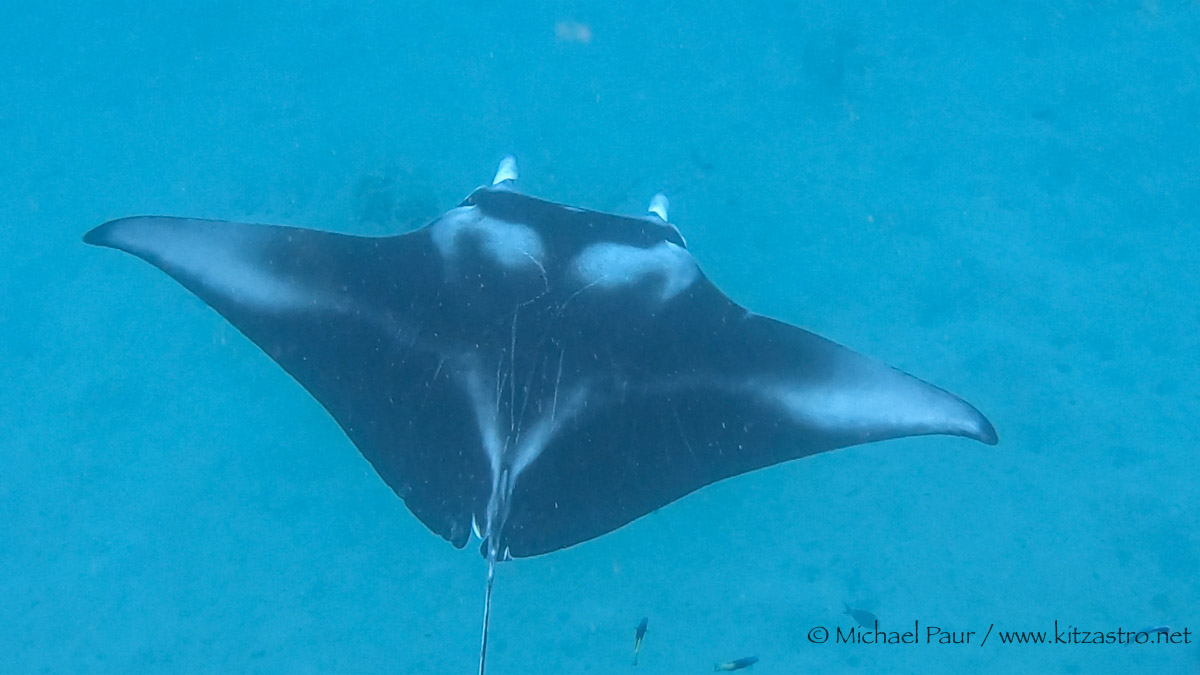 Manta