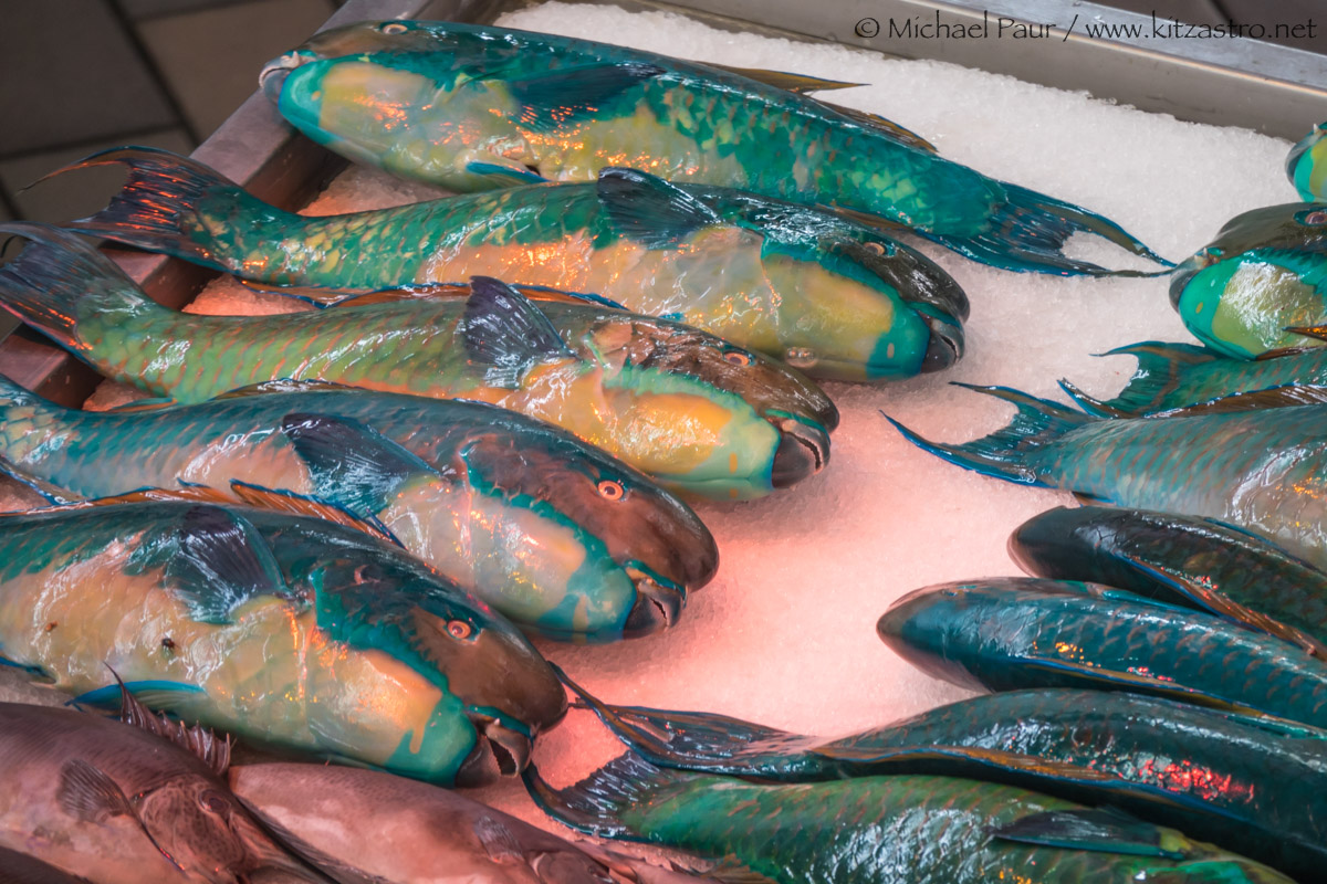 Fische