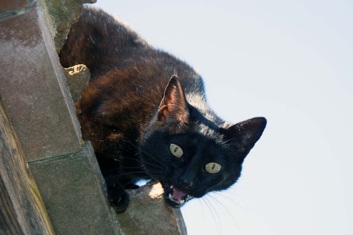 katze
