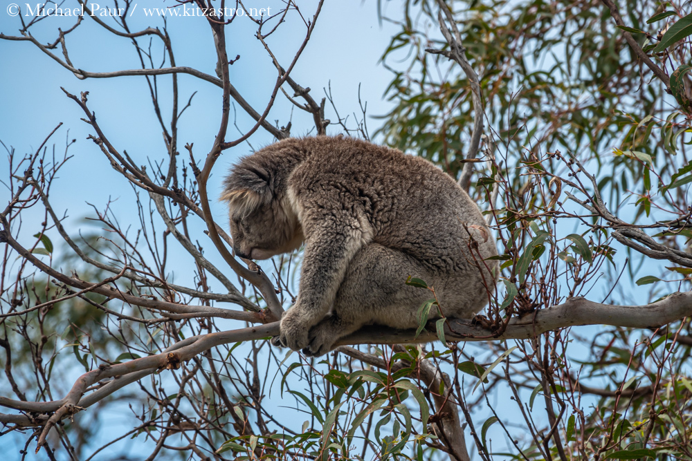 koala