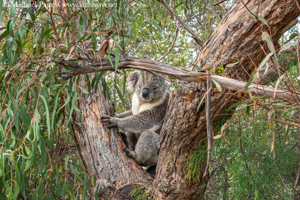 koala