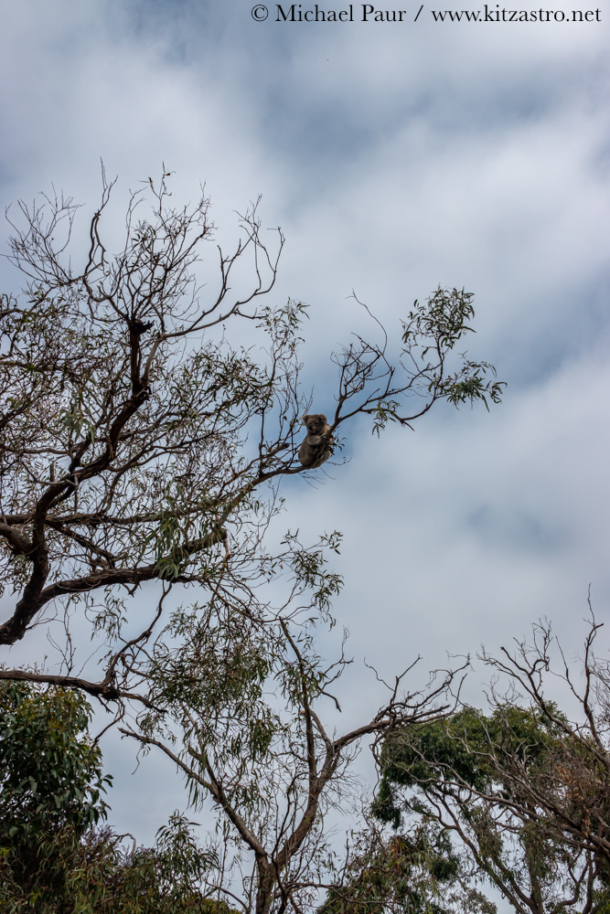 koala