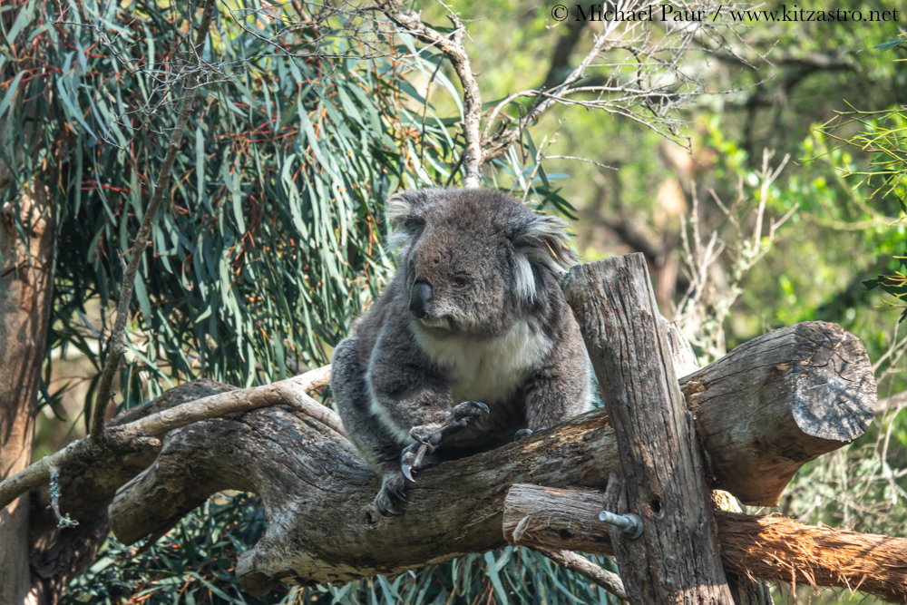 koala