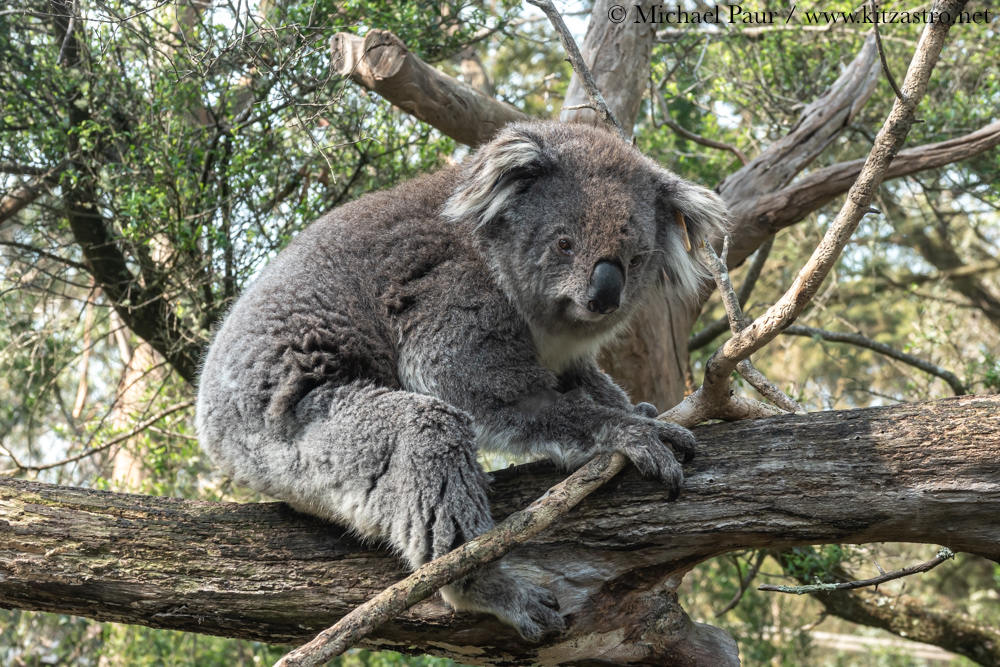 koala