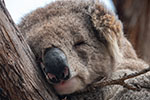 koala
