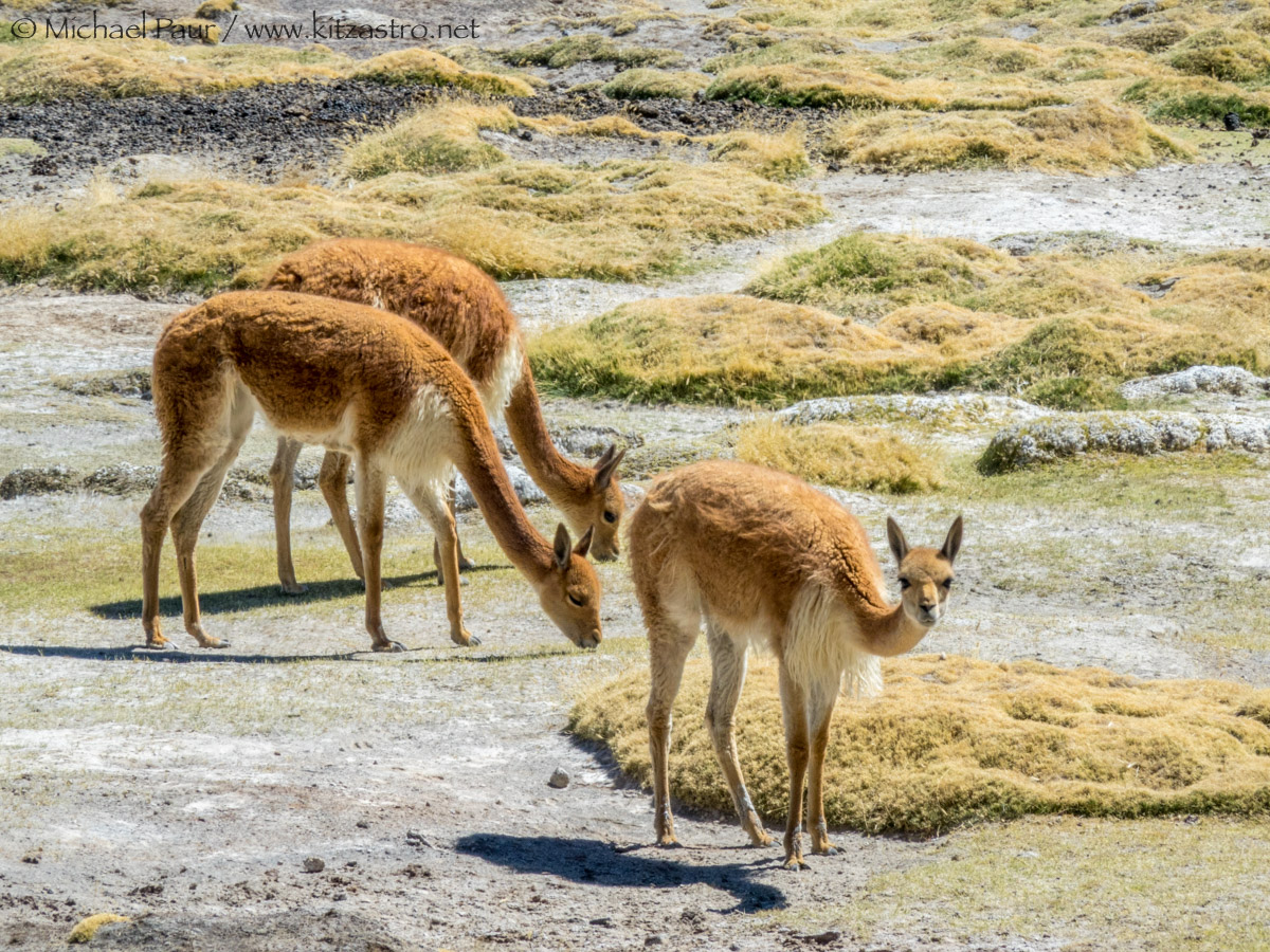 vicunas