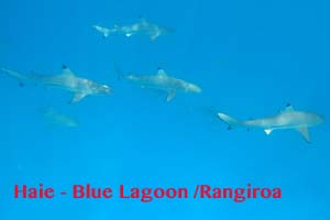 haie-rangiroa