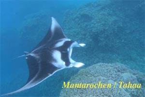 mantarochen