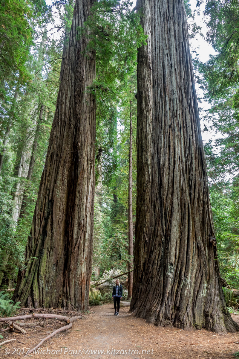 redwoods