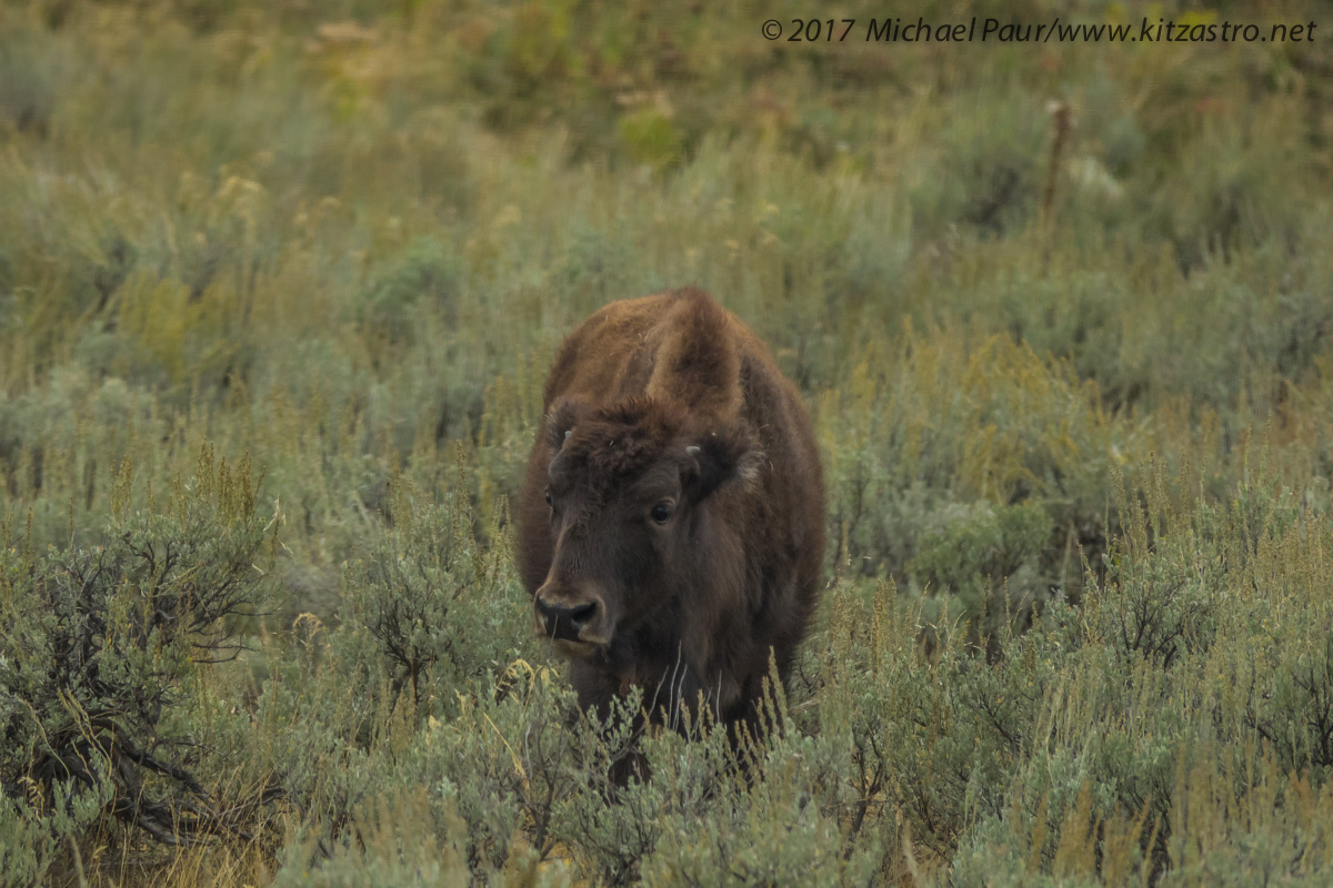 bisonkalb