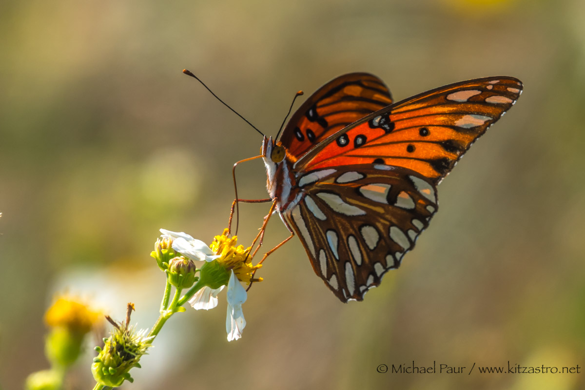 schmetterling